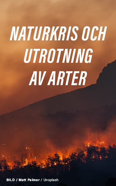 "En dramatisk scen av en skogsbrand med rökplymer som stiger mot en orangefärgad himmel, med texten 'NATURKRIS OCH UTROTNING AV ARTER' överlagrad över bilden. Foto av Matt Palmer på Unsplash."